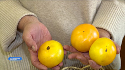 Томаты стали особенно популярны у алтайских садоводов