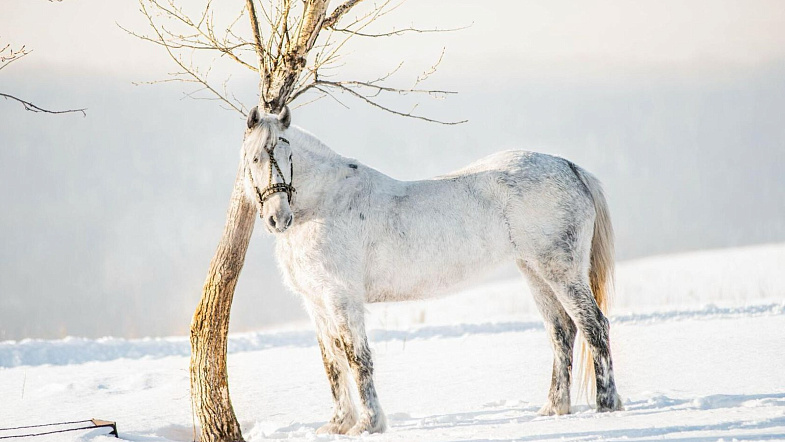 В Налобихе пройдут конные бега беспородных лошадей