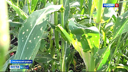 Жители села Солоновка Смоленского района жалуются на последствия химобработки сельхозугодий