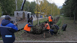 Более 600 деревьев и 1000 кустарников высадят в Барнауле для обновления зелёного каркаса города