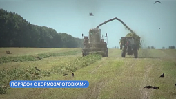 В регионе ожидают достаточно корма для скота