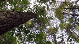 С начала года сотрудники МЧС провели несколько десятков поисково-спасательных операций