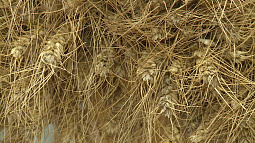 Временные ограничения на ввоз семян из недружественных стран ввело Правительство России