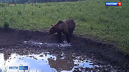 Из-за медведей в Тигирекском заповеднике закрыли несколько туристических маршрутов