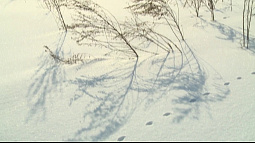 В Алтайском крае могут ввести вознаграждение за добычу лис