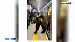 В шутке про барнаульское метро появился след медведя