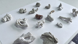 У жителя Барнаула изъяли запрещённые морские сувениры