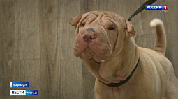 В Барнауле появились «чёрные кинологи»