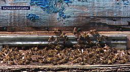 В Алтайском крае утвердили строгие правила оповещения при обработке полей пестицидами и агрохимикатами