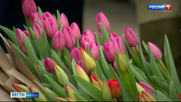 В Барнауле в этом году не будет местных тюльпанов