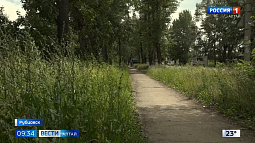 В Рубцовске продолжается борьба с зарослями травы и бурьяна на общественных газонах