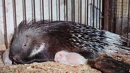 В барнаульском зоопарке у дикобразов впервые появилось потомство