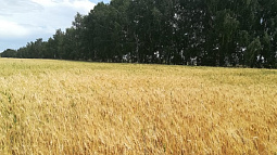 В крае созданы новые сорта мягкой пшеницы, устойчивые к вредителям и болезням