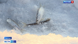 Барнаулец выступает в составе сборной РФ на чемионате мира