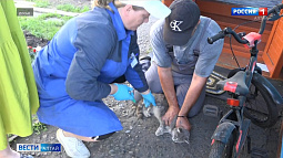 В Алтайском крае бешеный котёнок покусал своих хозяев