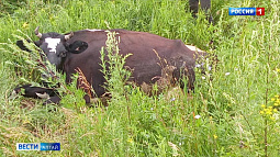 Ветеринарное исследование не помогло установить причину отравления коров в Калманском районе