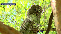 В заказниках и природных парках Алтайского края пересчитывают краснокнижных птиц