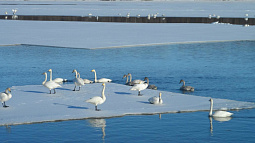 Как в городах Сибири уживаются люди и птицы? 