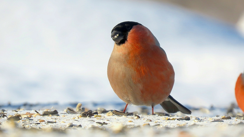 У двуполого снегиря в Заринском районе появился экстравагантный конкурент