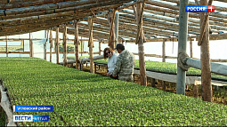 Фермеры Угловского района уже высадили арбузы 