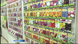 Алтайские агрофирмы начали уничтожать семена ипомеи трёхцветной