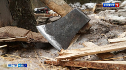 В Алтайском крае задержали банду чёрных лесорубов