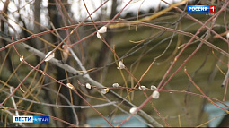 В Барнауле неожиданно расцвела серебристая верба