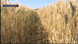 Каким был уходящий год для сельского хозяйства Алтайского края?