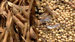 Алтайский край стал лидером Сибири по выращиванию сои