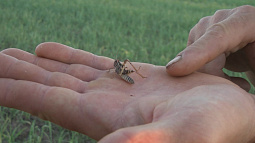 В границах Благовещенского района обнаружен очаг распространения азиатской саранчи