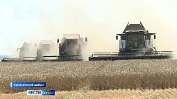 В Косихинском районе в начале недели приступили к обмолоту озимых