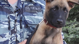 Сегодня профессиональный праздник отмечают кинологи