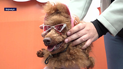 В Барнауле прошёл самый милый фестиваль сезона – «Лапки - тапки»