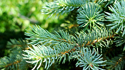 В Залесовском районе задержали чёрных лесорубов, которые срубили почти два десятка хвойных деревьев 