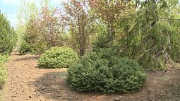 Кулундинский дендрарий - уникальный степной оазис, который почти 50 лет существует на западе Алтайского края