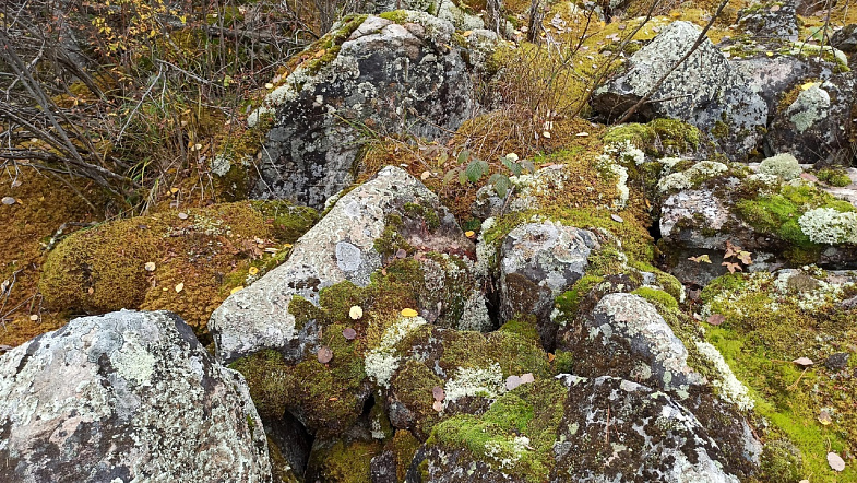 В Алтайском крае туристы смогут увидеть, как «текут» каменные реки