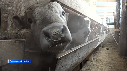 В приграничном районе Алтайского края жители объединились против низких закупочных цен на молоко