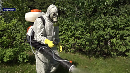 Барнаульцев по вечерам атакуют полчища комаров