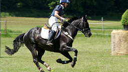 В Барнауле конный клуб оказался на грани выселения
