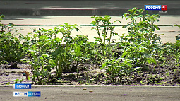 Жительница Барнаула посадила картошку на пустующей городской клумбе