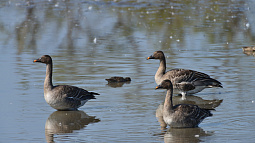 Алтайские ветеринары борются за жизнь краснокнижных птиц
