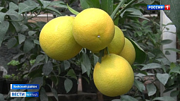 В Бийском районе выращивают лимоны, апельсины и мандарины