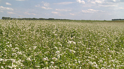 В Бийском районе выращивают крупы и зерно без пестицидов и минеральных удобрений