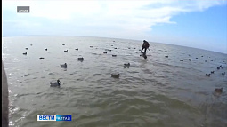 Алтайский край оказался в зоне риска по птичьему гриппу