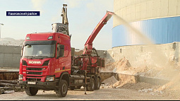 В Павловске сегодня переработали новогодние ели