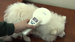 Почти 65 тысяч собак официально «прописались» в Алтайском крае