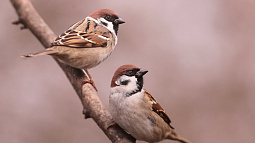 В Алтайском крае конкурируют два клана воробьёв, и один из них выбился в лидеры