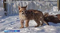 В барнаульском зоопарке поселился котёнок пумы по имени Саян