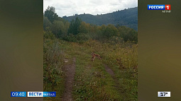 В Тигирекском заповеднике инспектор снял на видео ребяческую игру котят рыси