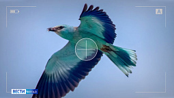 В Михайловском районе установили домики для перелётных краснокнижных сизоворонок